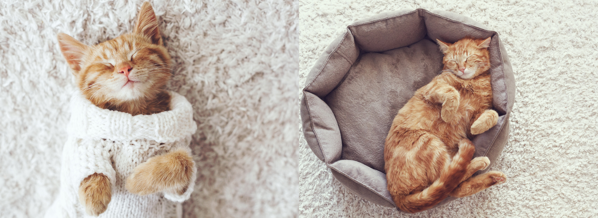 Les chats : comprendre ces fascinants compagnons du quotidien