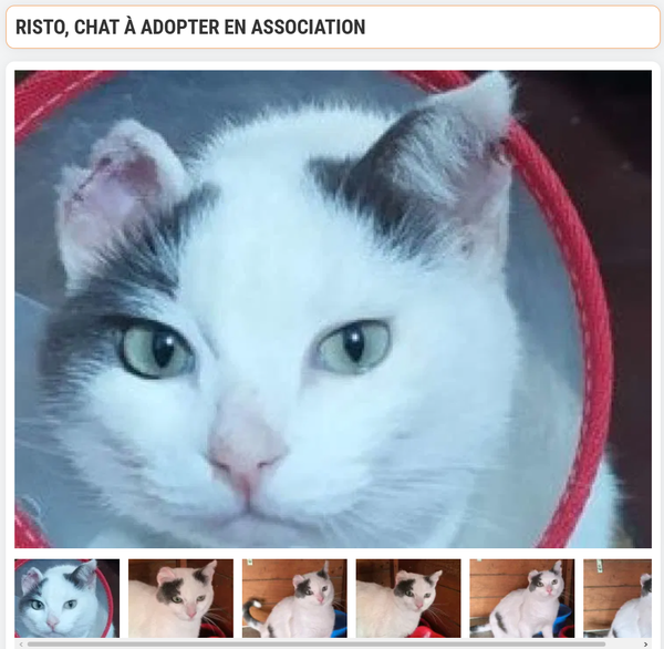 Découvrez “Chats du Monde” : une ressource essentielle pour les amoureux des chats à Paris et ailleurs