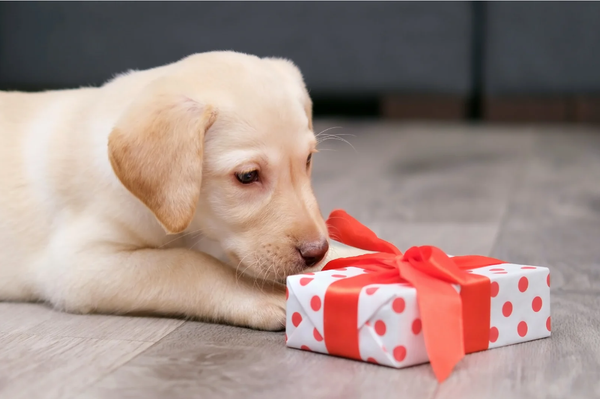Comment trouver le cadeau idéal pour votre chien ?